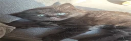 Mixed Breed cats for sale: 3 Beautiful Fluffy Black Kittens  - Advert 7
