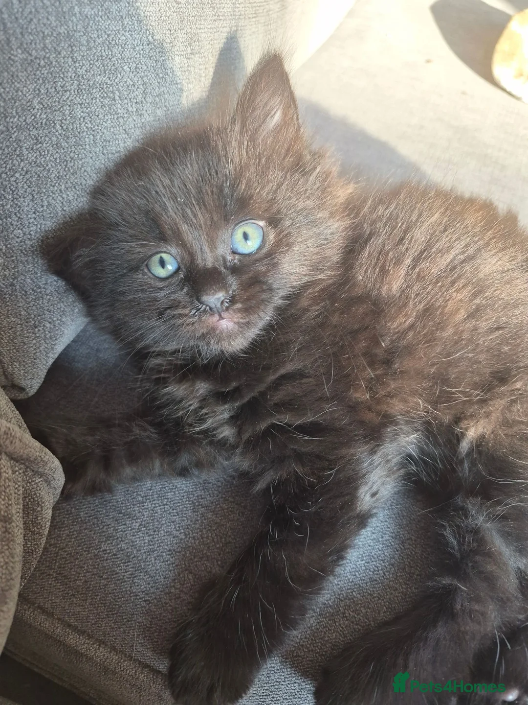 Mixed Breed cats for sale: 3 Beautiful Fluffy Black Kittens  - Advert 7