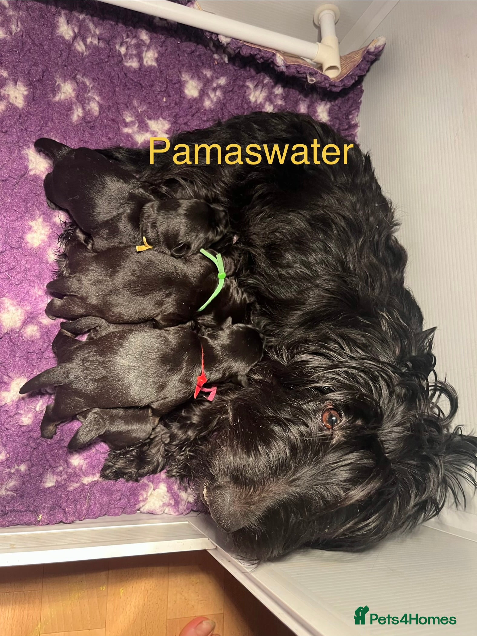 Scottish Terrier dogs 2 beautiful Scottish terrier boys available  - Advert 2