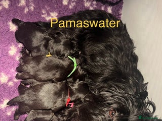Scottish Terrier dogs 2 beautiful Scottish terrier boys available - Advert 1