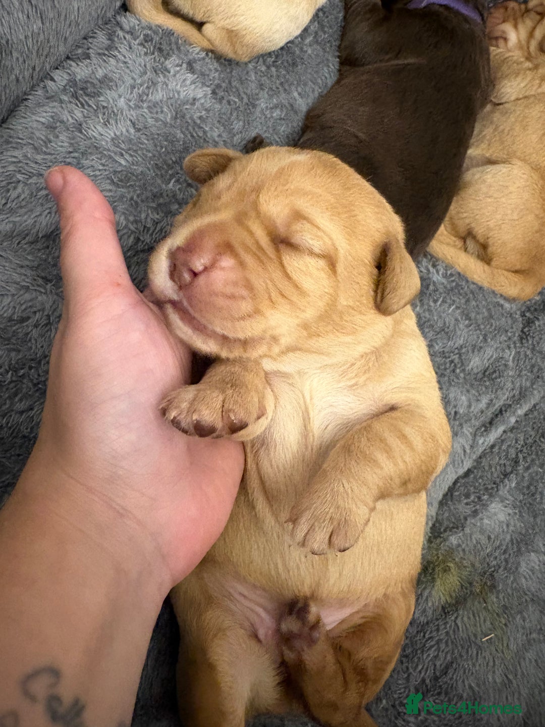 Cockerdor dogs for sale: labrador/ cockerdor Puppies  - Advert 12