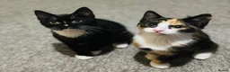 Mixed Breed cats for sale: Male and female cats - Advert 1