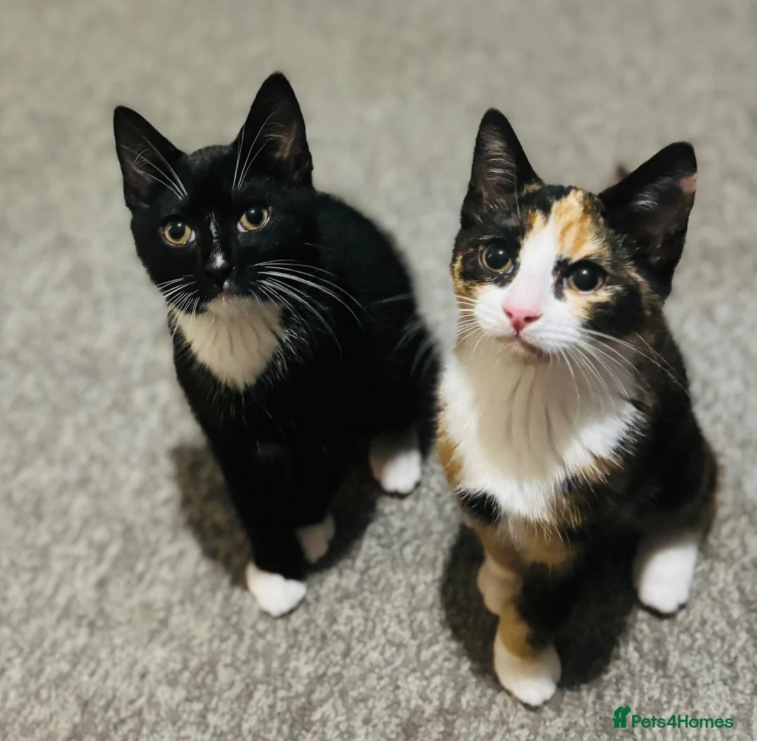 Mixed Breed cats for sale: Male and female cats - Advert 1