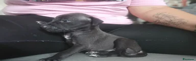Mixed Breed 1