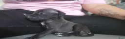 Mixed Breed dogs for sale: Whippet x Italian greyhound  in Bridport - Advert 16