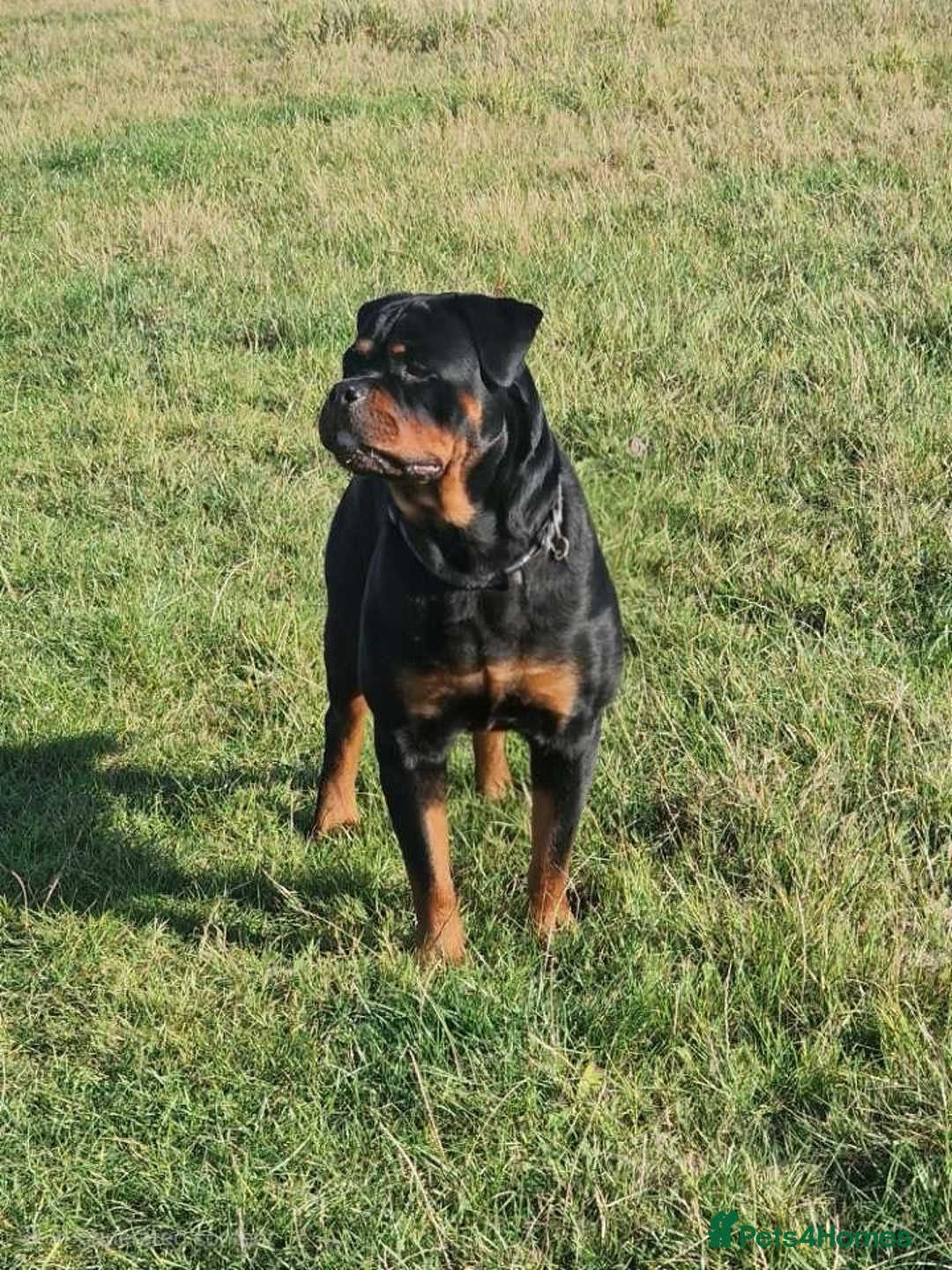 Rottweiler dogs for sale: ROTTWEILER PUPPIES- READY  29/12/25 - Advert 12