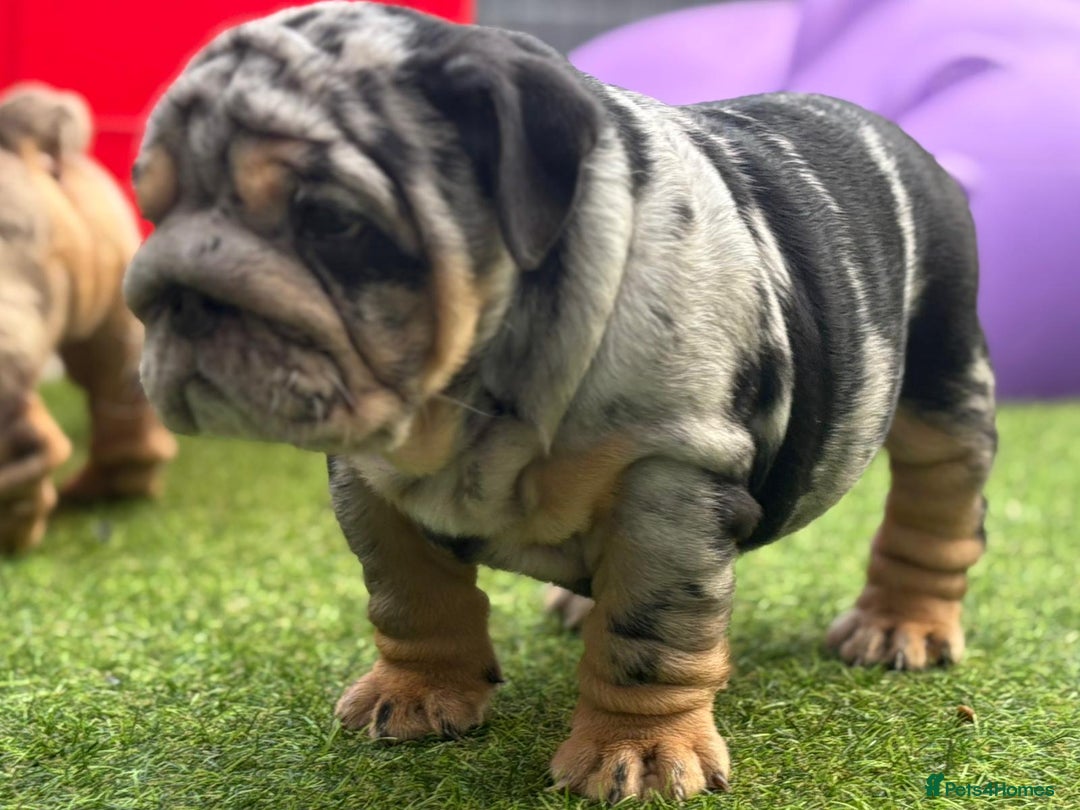 English Bulldog dogs for sale: Exceptional English Bulldog Puppies - Image 3