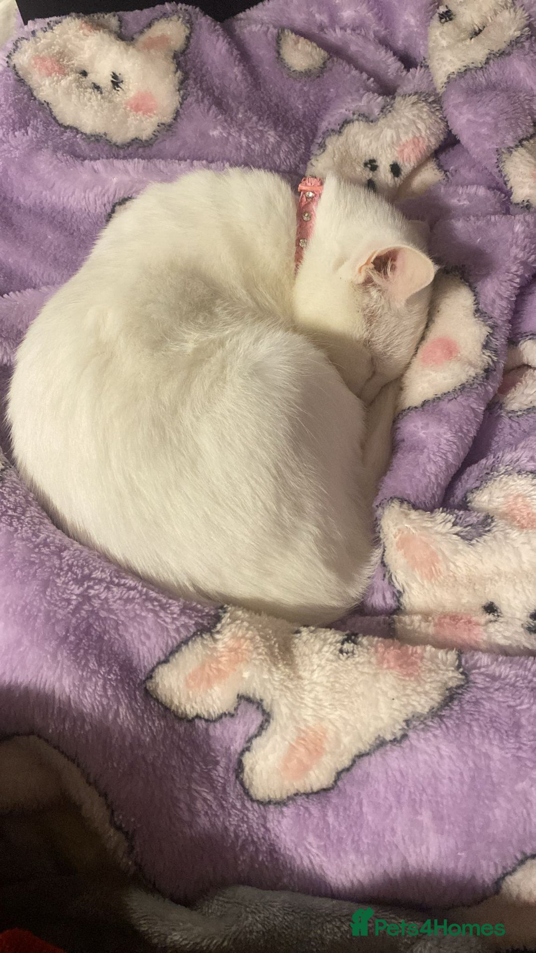 Domestic Shorthair cats for sale: Beautiful white female looking for new home  - Advert 2