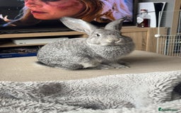 Mixed Breed rabbits for sale: Oliver. 10 months.  Neutered n vaccinated - Image 4