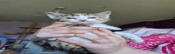 Mixed Breed cats for sale: 5 girls and one boy kitten - Advert 2