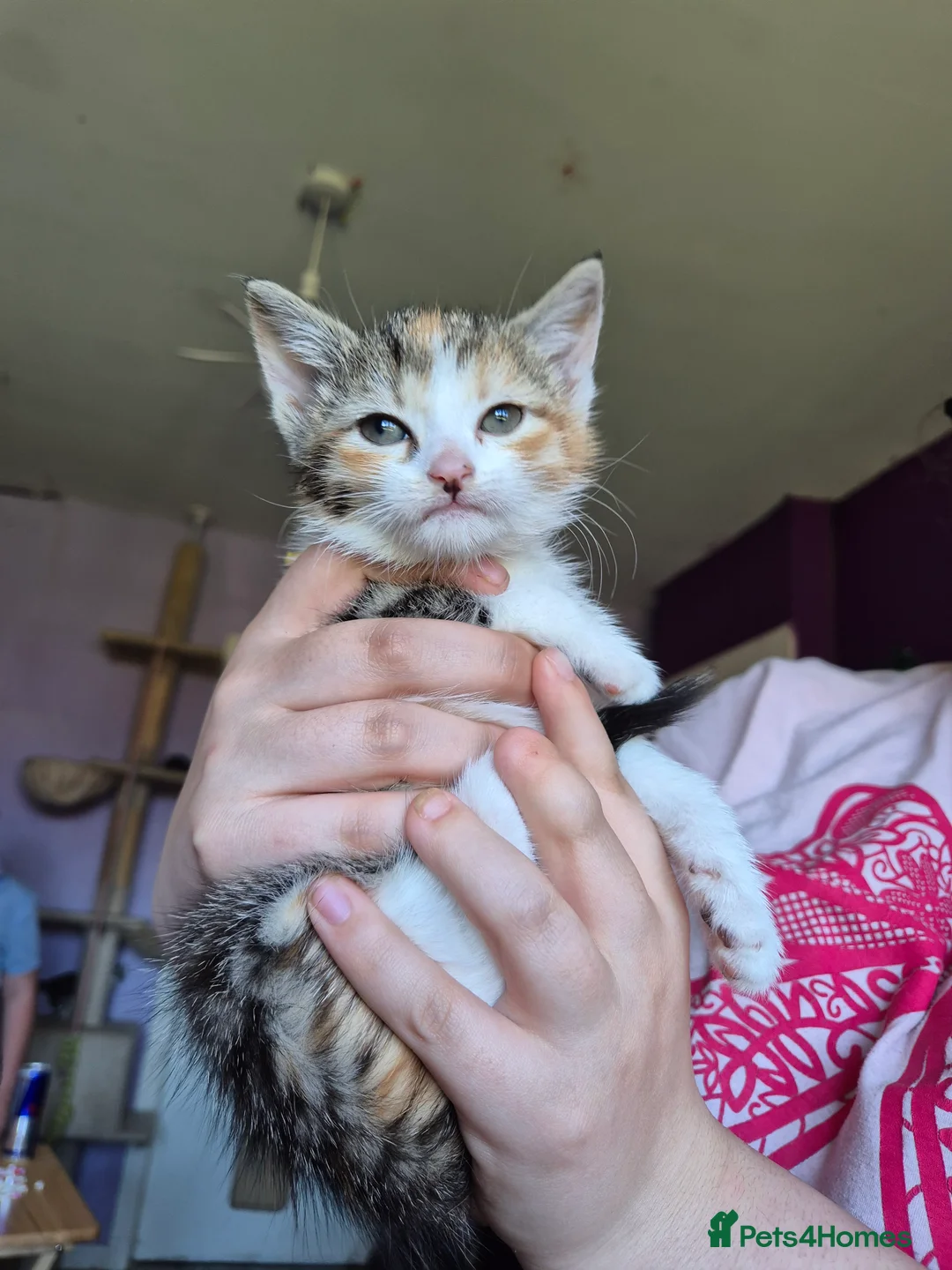 Mixed Breed cats for sale: 5 girls and one boy kitten - Advert 2