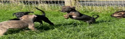 Lurcher dogs for sale: Stunning and well socialised little lurchers - Advert 12