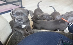 Cane Corso dogs for sale: Blue Cane Corso - Image 7