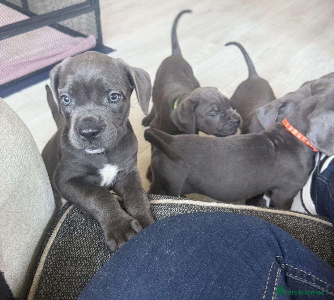 Cane Corso dogs for sale: Blue Cane Corso - Image 7