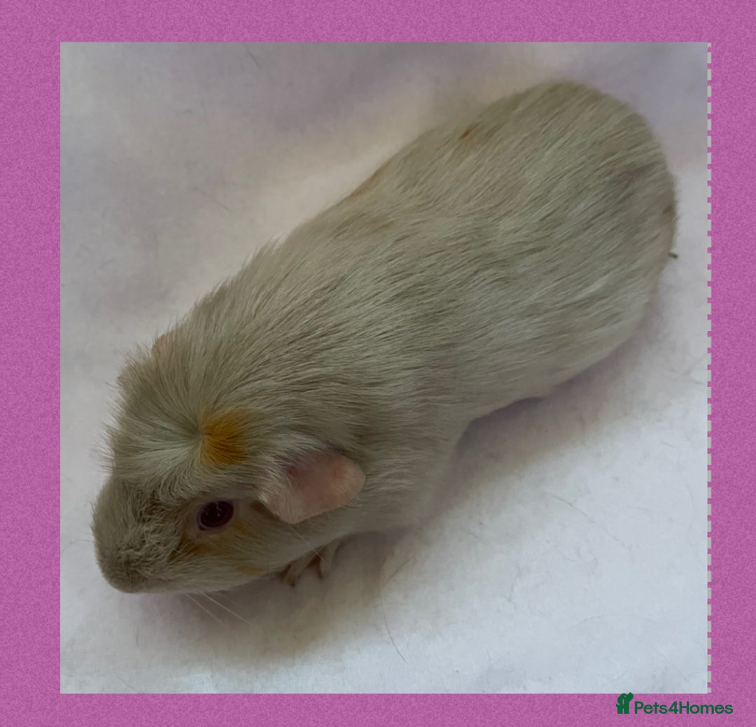 Guinea Pig rodents for sale: Female baby guinea pigs  - Image 5