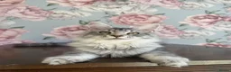 Maine Coon cats for sale: TICA Maine Coon Kittens - Advert 8