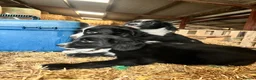 Mixed Breed dogs for sale: Gorgeous cocker cross pups in Llandrindod Wells - Advert 9