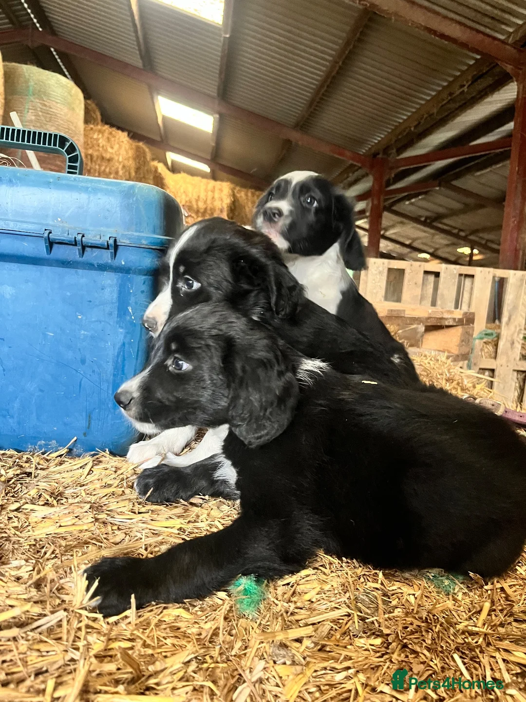 Mixed Breed dogs for sale: Gorgeous cocker cross pups in Llandrindod Wells - Advert 9