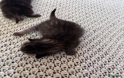 Norwegian Forest Cat cats for sale: Norwegian forest x bengal  - Image 7