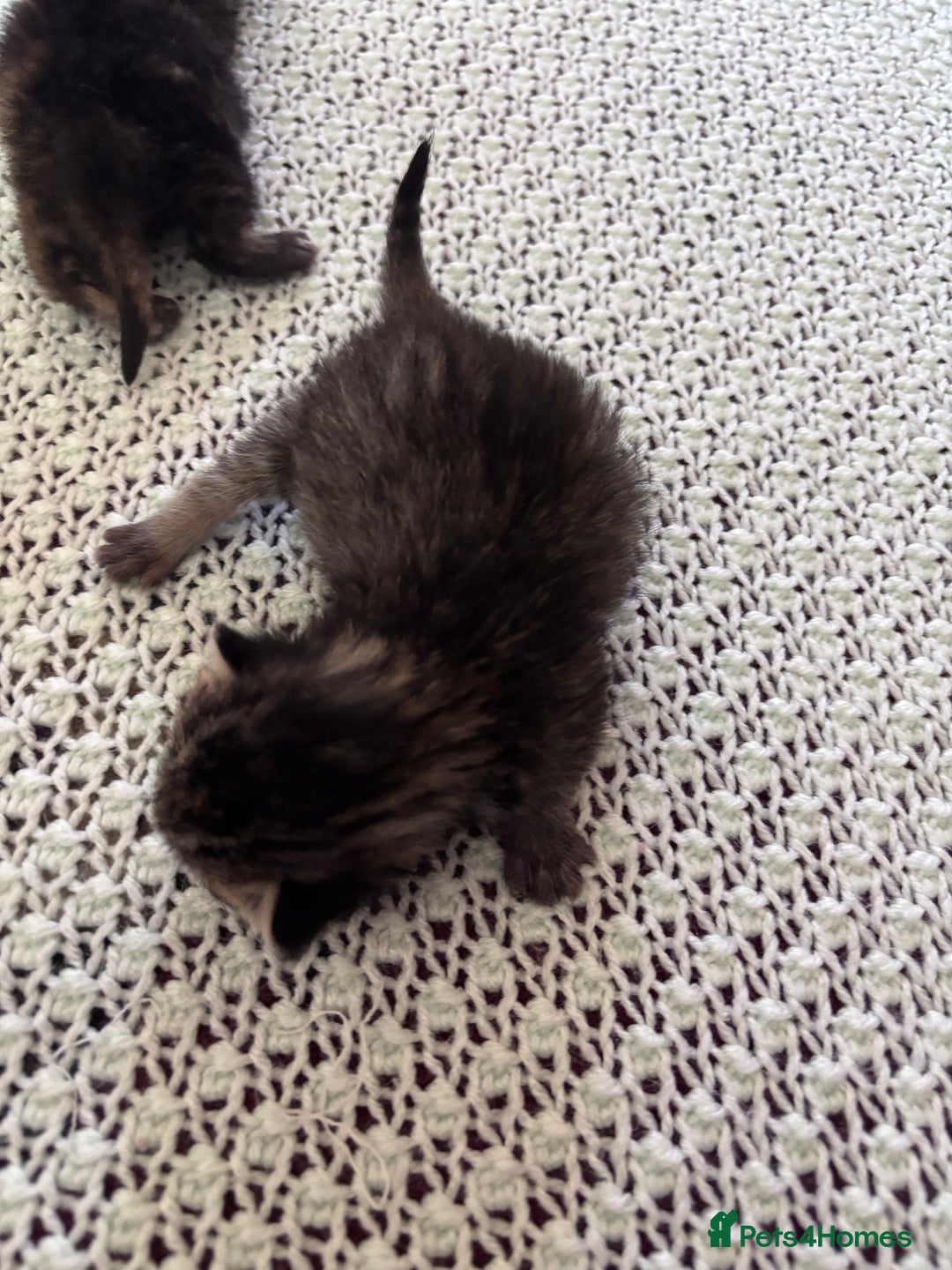 Norwegian Forest Cat cats for sale: Norwegian forest x bengal  - Image 7