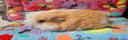 Guinea Pig rodents for sale: Baby Boars in longhaired breeds & teddies  - Advert 21