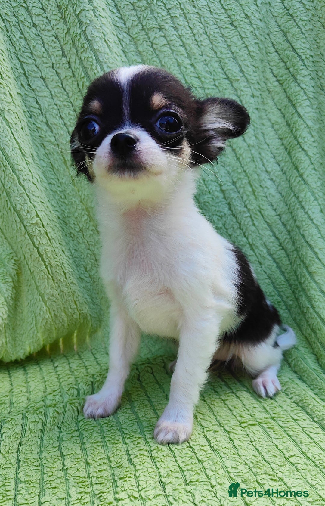 Chihuahua dogs for sale: Amazing Quality Long Coat Chihuahua puppies - Image 24