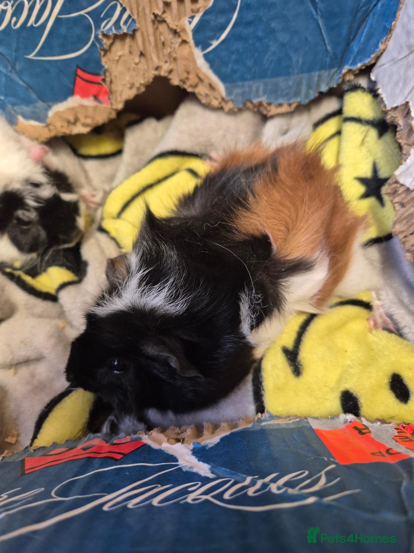 Guinea Pig rodents Baby Female Guinea Pigs For Sale  - Advert 6