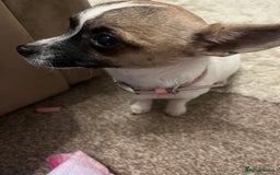 Mixed Breed dogs for sale:  Chihuahua cross Jack Russellbeautiful little girl - Advert 3