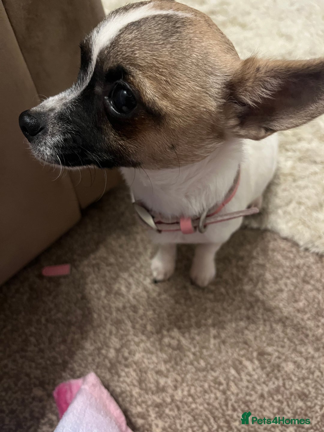 Mixed Breed dogs for sale:  Chihuahua cross Jack Russellbeautiful little girl - Advert 3