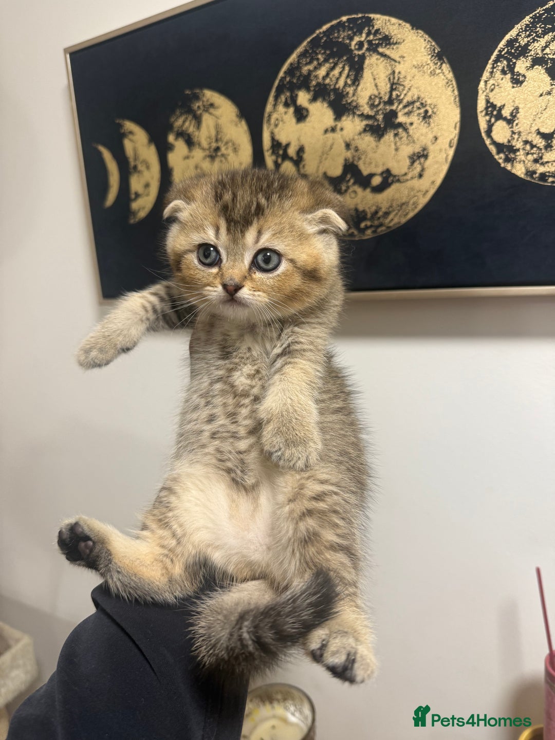 British Shorthair cats for sale: British rainbow shorthair kittens - Image 12