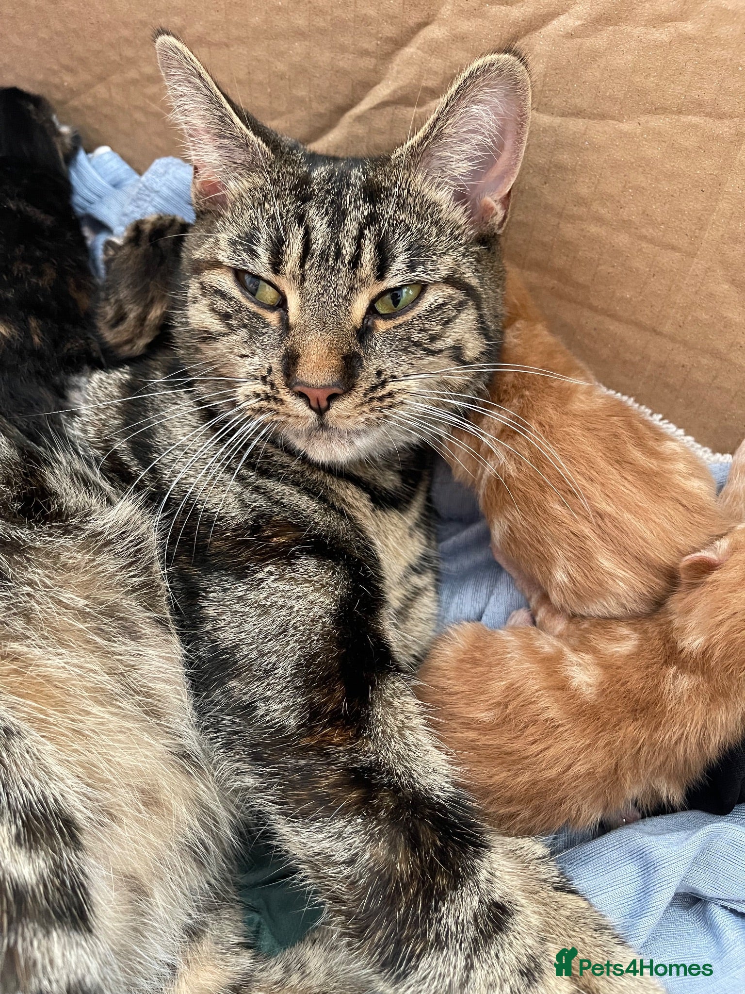 Mixed Breed cats Tabby cats  - Advert 1