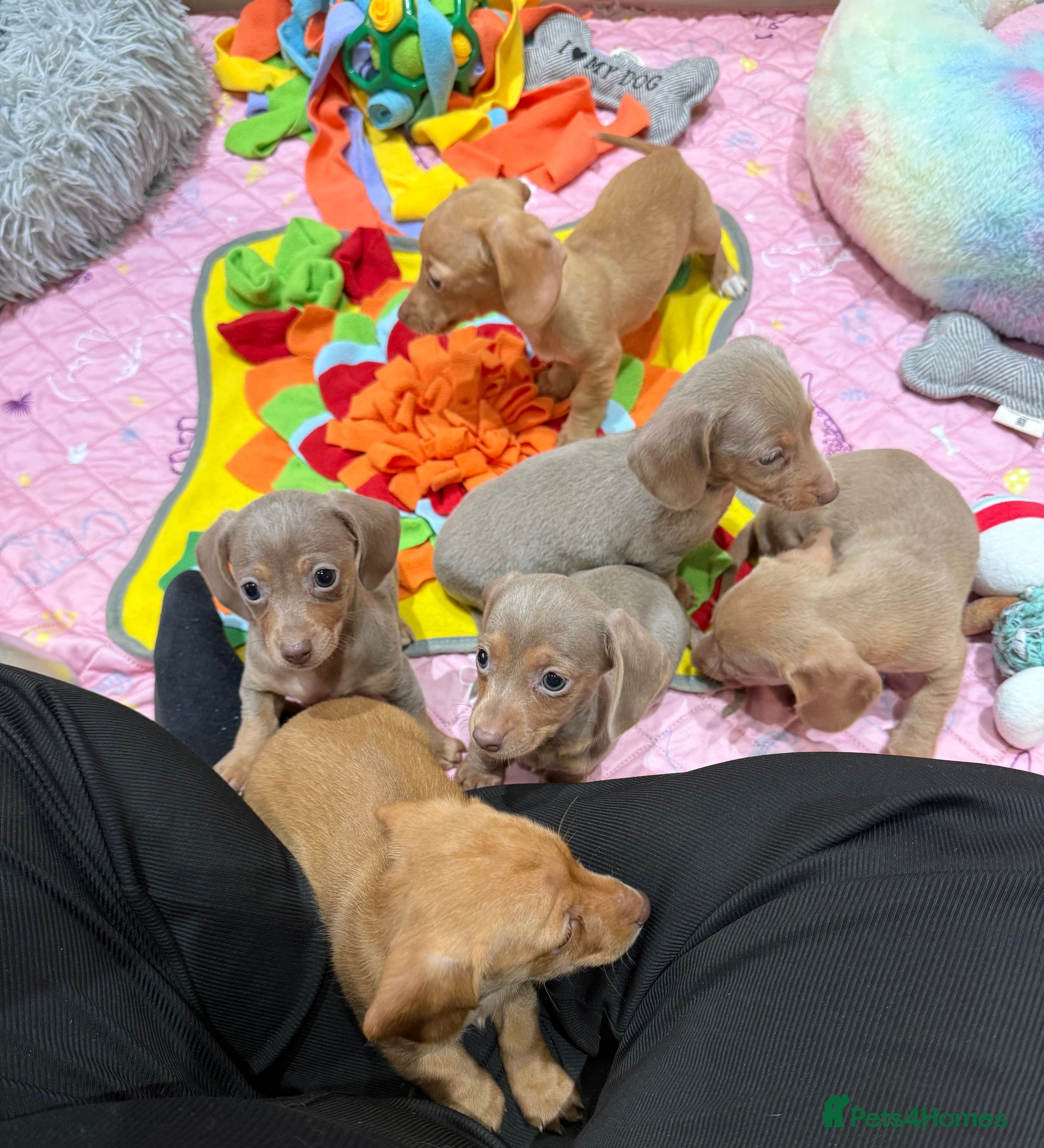 Miniature Dachshund dogs Beautiful Mini Dachshunds Pups 5 Star ⭐ Licensed - Advert 7