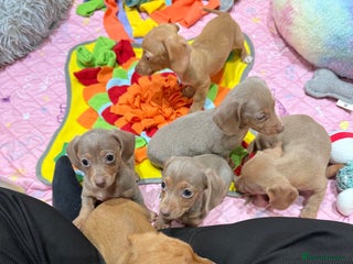 Miniature Dachshund dogs Beautiful Mini Dachshunds Pups 5 Star ⭐ Licensed - Advert 2