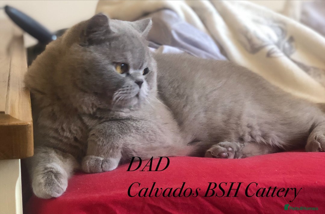 British Shorthair cats for sale: Beautiful BSH kittens  - Image 19
