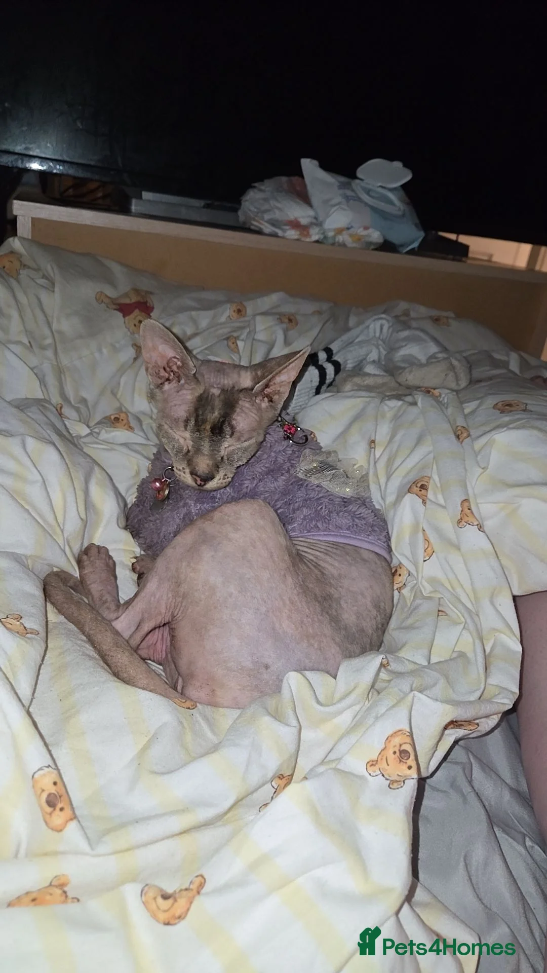 Sphynx cats for sale: Young Female Sphynx  - Advert 2