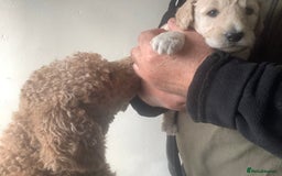 Standard Poodle dogs for sale: KC Standard Poodle Pups - Image 9