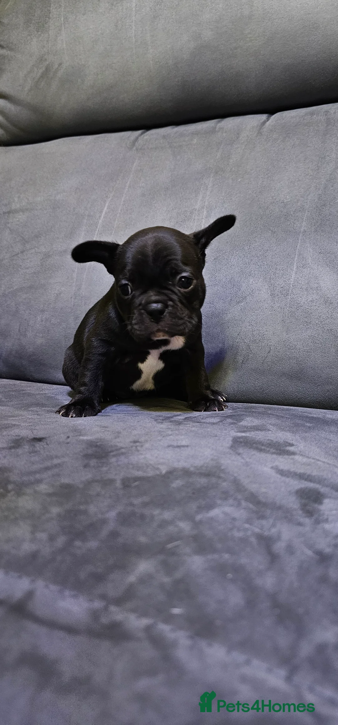 French Bulldog dogs for sale:  7x beautiful Frenchie puppies for sale  - Advert 9