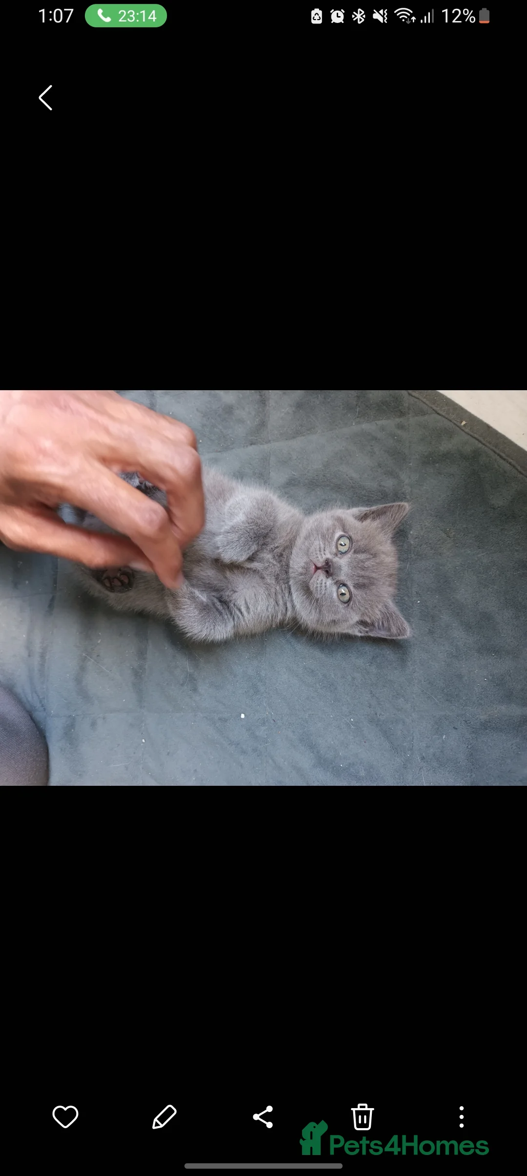 British Shorthair cats for sale: Baby British shorthair  - Advert 8