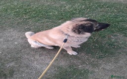 Caucasian Shepherd Dog dogs for sale: Caucasian Shepherd Female 1 Year and 10 months - Image 11