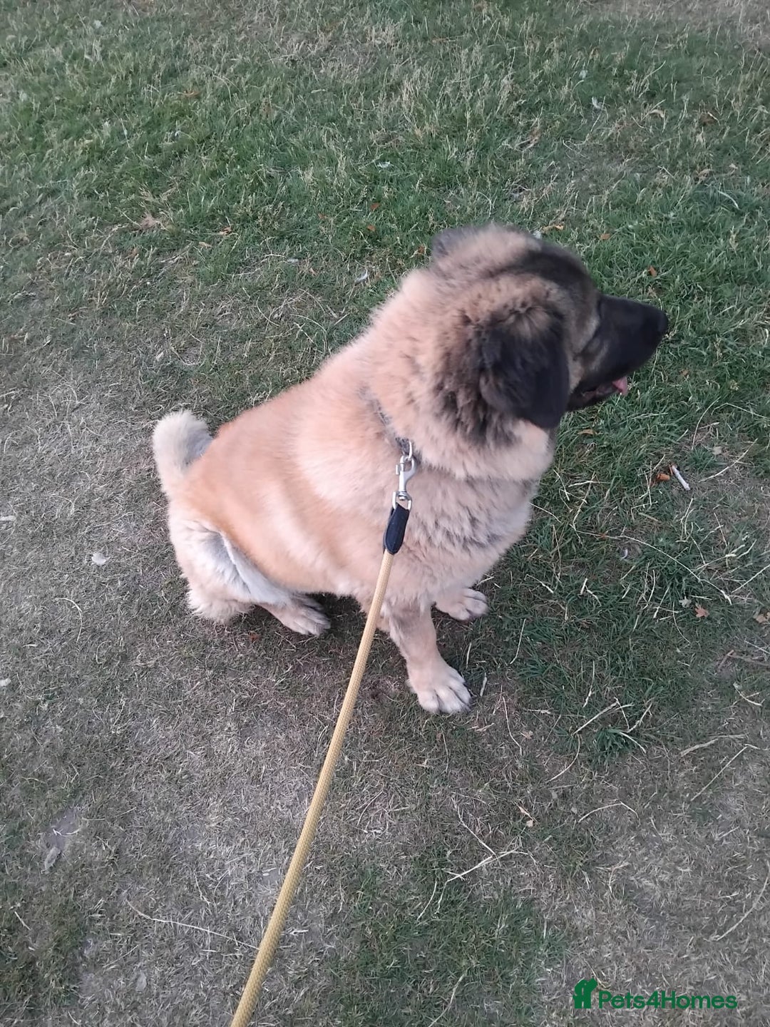 Caucasian Shepherd Dog dogs for sale: Caucasian Shepherd Female 1 Year and 10 months - Image 11