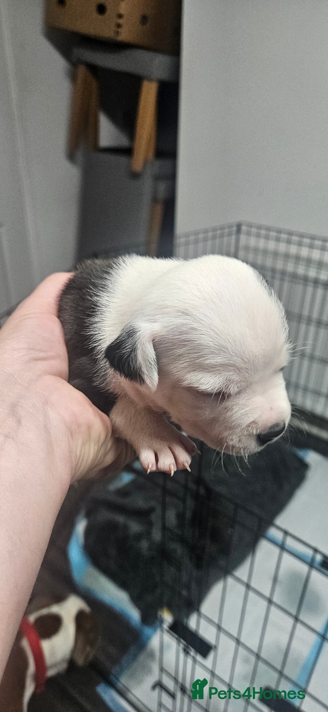 Mixed Breed dogs for sale: Mix Staffy puppies  - Image 25