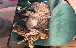 Bengal cats for sale: Bangal Kittens  - Image 26