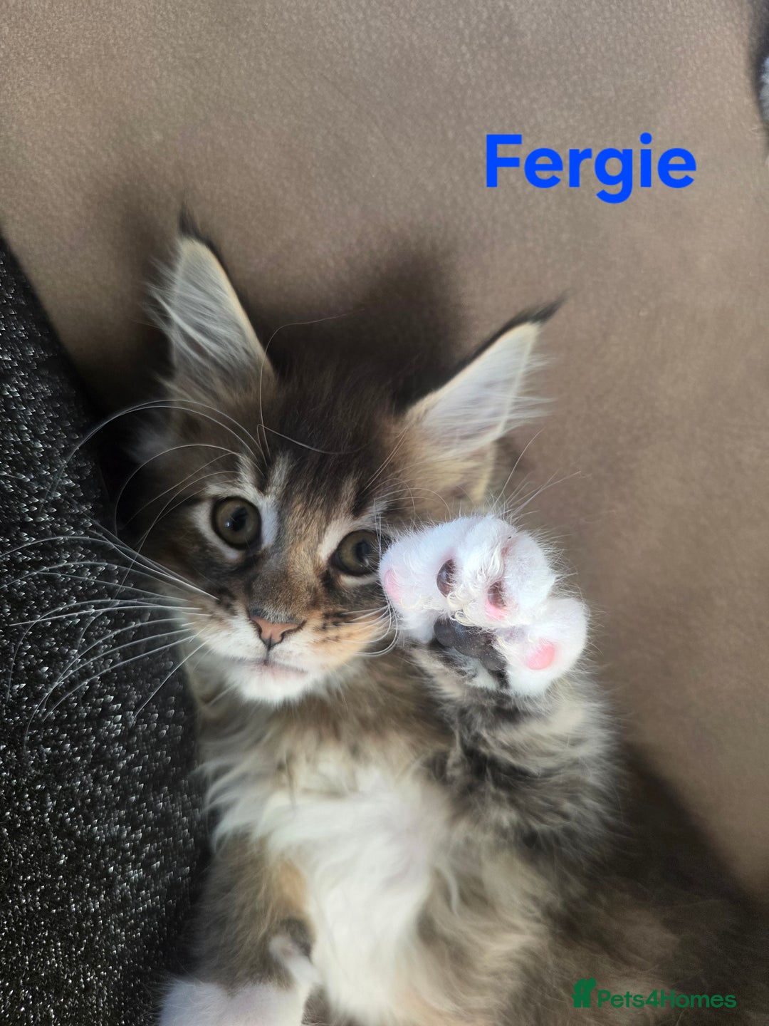 Maine Coon cats for sale: Rare Pure Breed Mainecoon Kitten - Advert 24