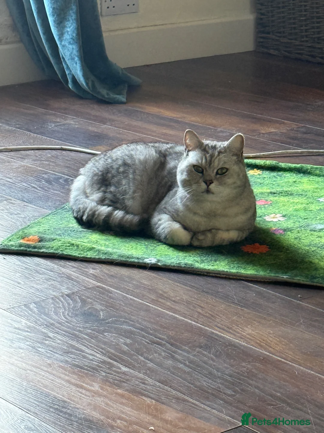 British Shorthair cats for sale: Handsome Boy - Advert 5