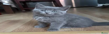 British Shorthair 2