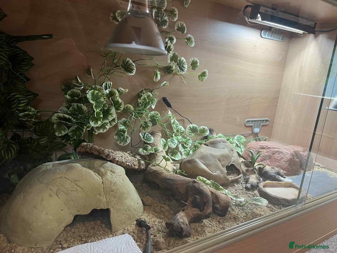 Leopard Gecko reptiles for sale: Leopard Gecko + FULL SETUP - Advert 3