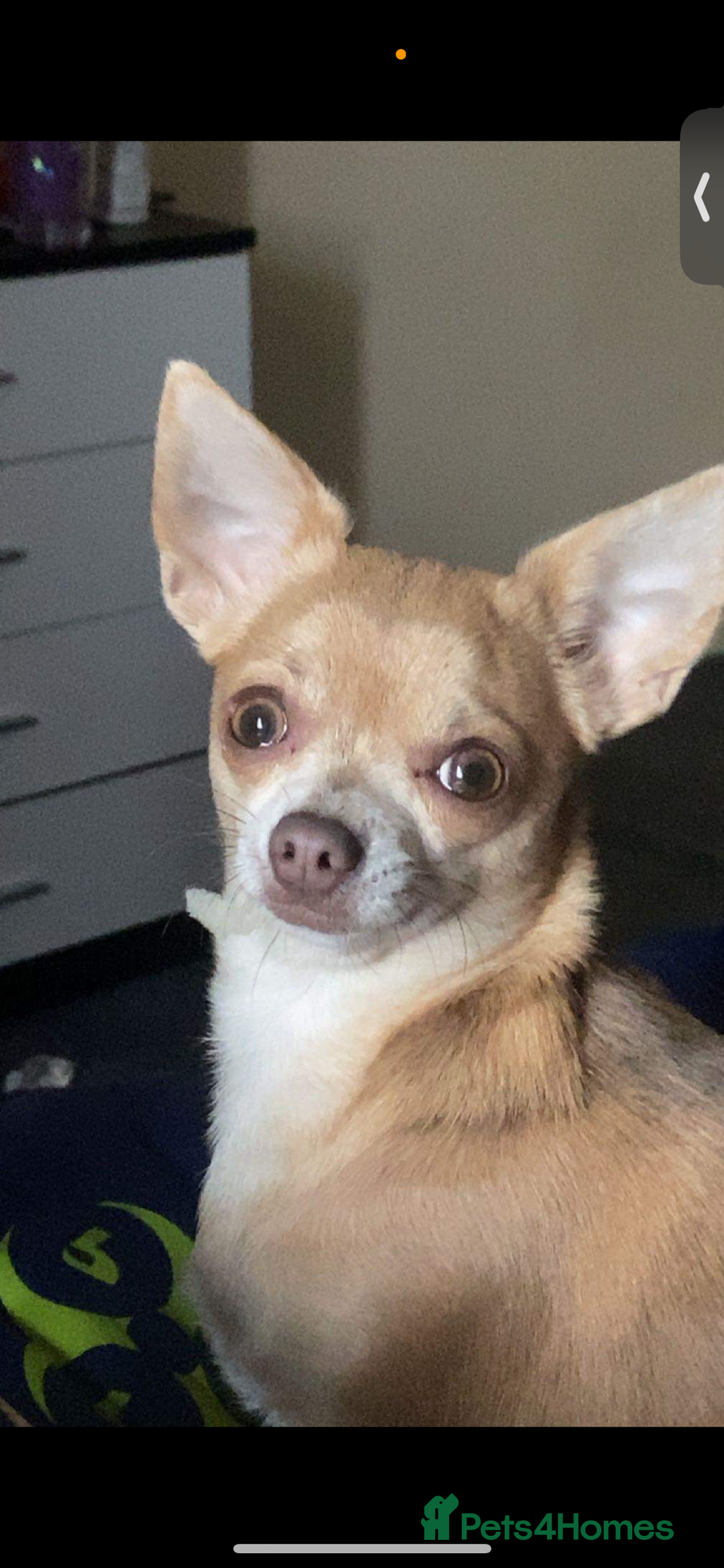 Pomchi dogs for sale: Two beautiful pomchis - Advert 6