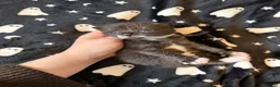Mixed Breed cats for sale: 10 Beautiful chunky kittens for sale 🐾🎃👻 - Advert 2
