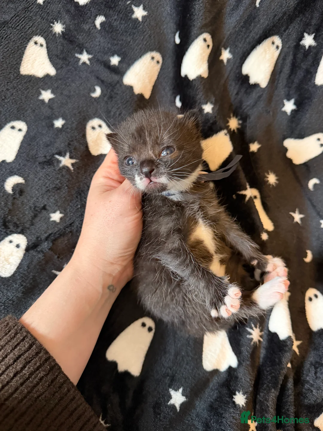 Mixed Breed cats for sale: 10 Beautiful chunky kittens for sale 🐾🎃👻 - Advert 2