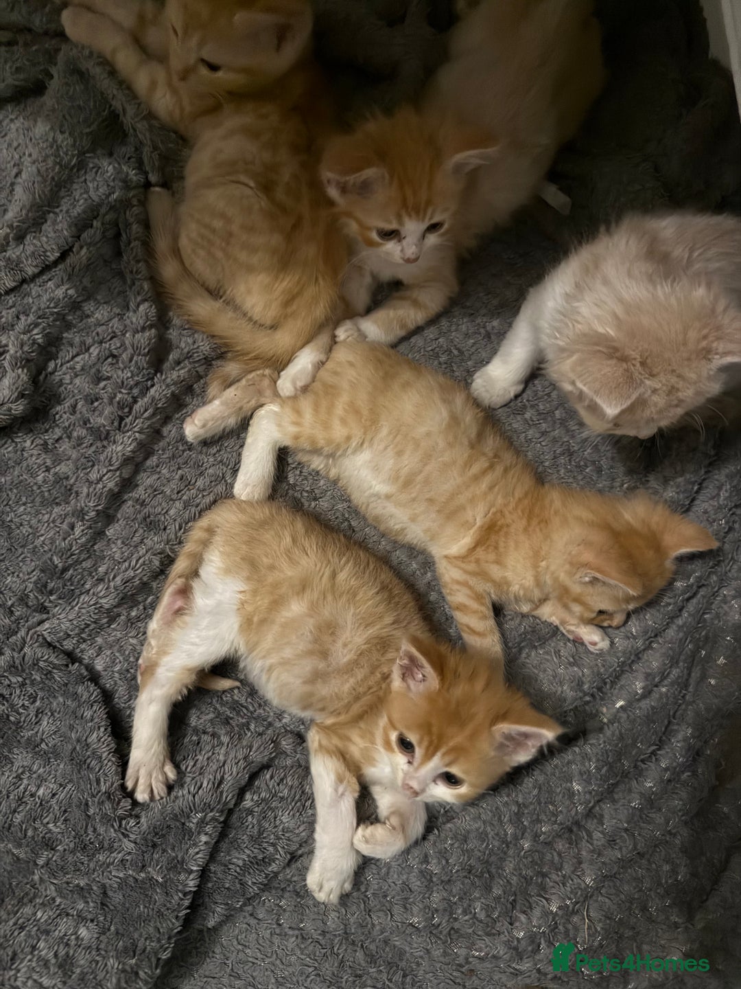 Exotic cats for sale: Ginger Kittens  - Image 5